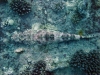 Thistlegorm, Red Sea