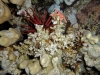 Bluff Point, Night Dive, Red Sea