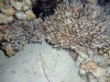 Bluff Point, Night Dive, Red Sea