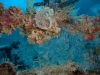 Rosalie Moller, Red Sea