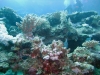 Carnatic, Abu Nahas, Red Sea