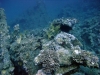 Carnatic, Abu Nahas, Red Sea