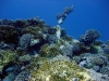 Carnatic, Abu Nahas, Red Sea