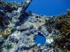 Carnatic, Abu Nahas, Red Sea