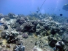 Carnatic, Abu Nahas, Red Sea