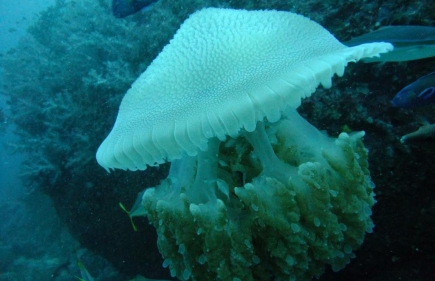 Similan Reef Safari 2