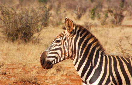 Tsavo East National Park