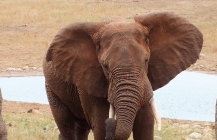 Tsavo West National Park