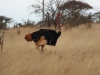 Tsavo West National Park, Kenia