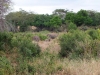 Tsavo West National Park, Kenia