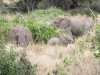 Tsavo West National Park, Kenia