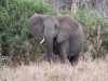 Tsavo West National Park, Kenia