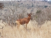 Tsavo West National Park, Kenia