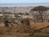 Tsavo West National Park, Kenia