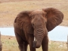 Tsavo West National Park, Kenia