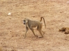 Tsavo West National Park, Kenia