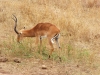 Tsavo West National Park, Kenia