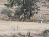 Tsavo West National Park, Kenia