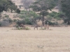 Tsavo West National Park, Kenia