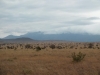 Tsavo West National Park, Kenia