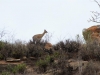 Tsavo West National Park, Kenia