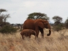 Tsavo West National Park, Kenia