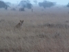 Tsavo West National Park, Kenia