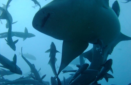 Ultimate Shark Encounter