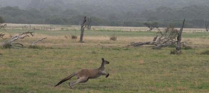 Kangaroo, nähe Cosy Corner