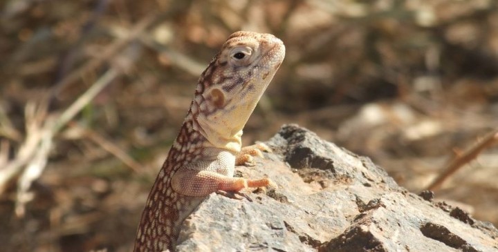 Kleine Echse bei Kunjarra (The Pebbles)