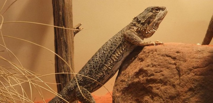 Central Bearded Dragon, Alice Springs Reptile Centre