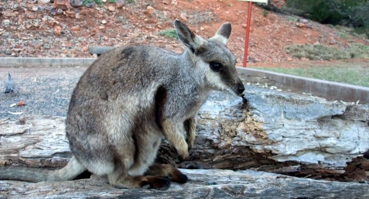 rock-wallaby