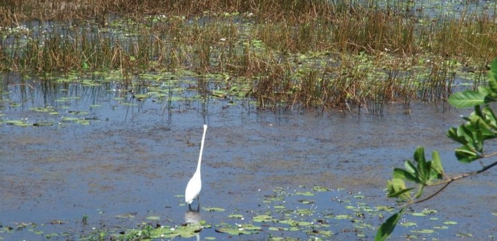 Mamukala Wetlands, Kakadu NP