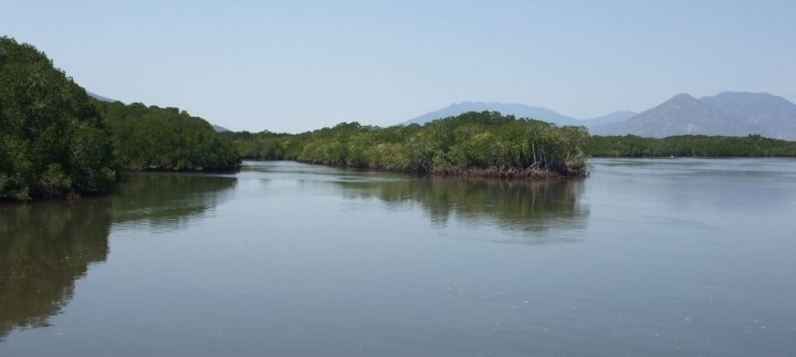 Mangroven am Trinity Inlet, Cairns