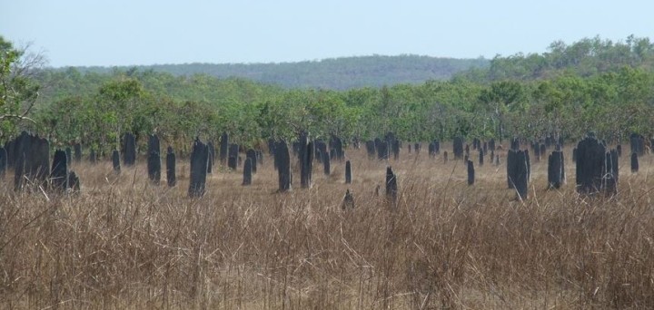 Magnetic Termite Mounds, Litchfield NP