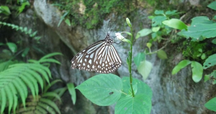 Kuala Lumpur Butterfly Park