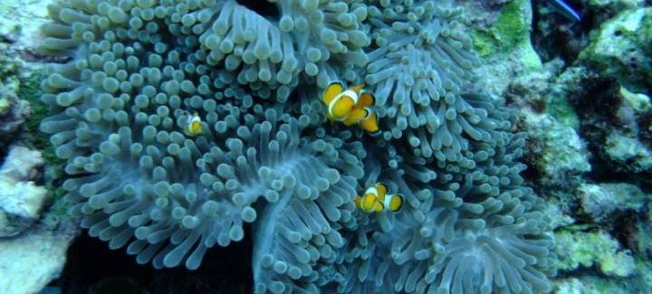 Anitas Reef, Similan Islands