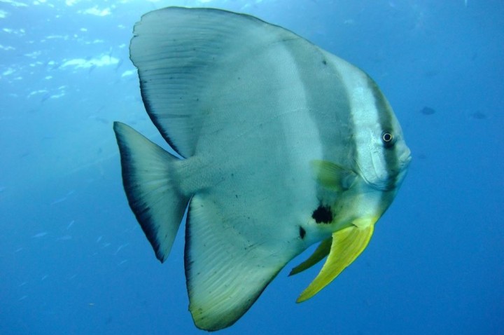 Langflossen-Fledermausfische beim Koh Tachai Plateau