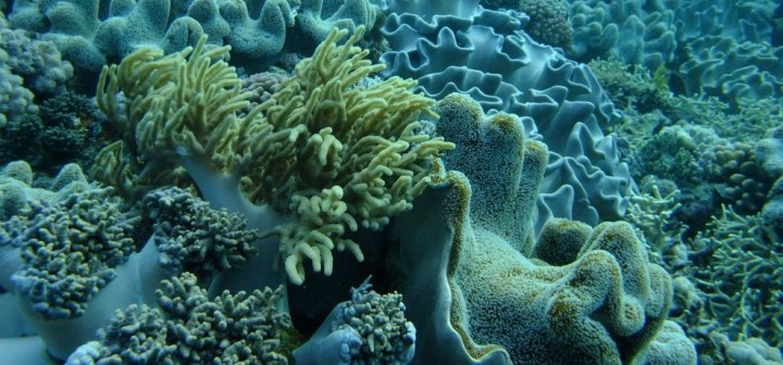 Coral Garden, Wild Site, Millin Reef, GBR