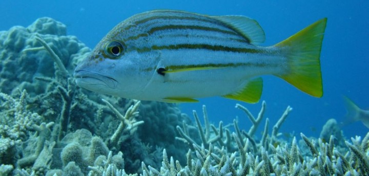 Fisch beim 360°, Briggs Reef, GBR