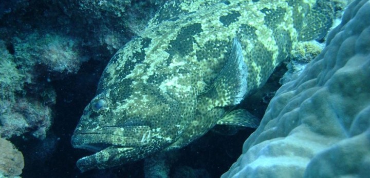 Potato Cod am Club 10, Millin Reef, GBR