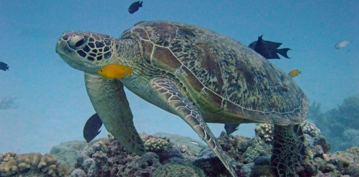 Schildkröte am Great Barrier Reef