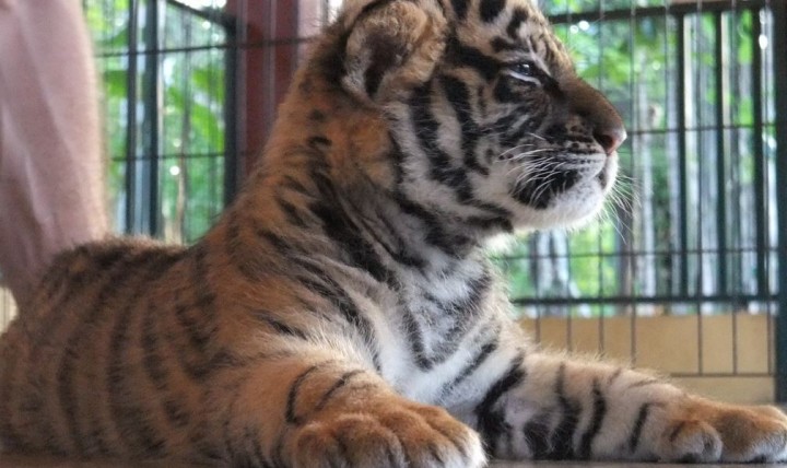 Tiger Kingdom, Chiang Mai