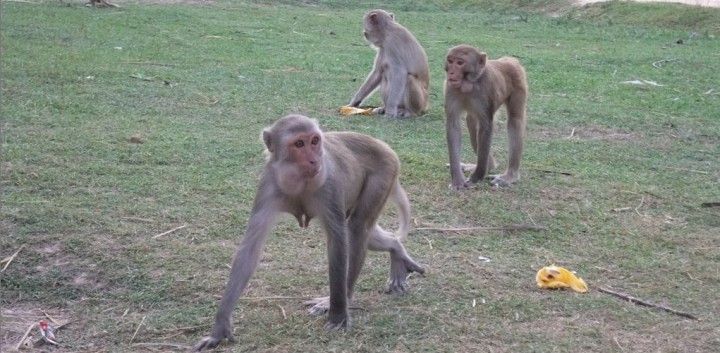 Affen in Laos