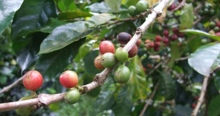 Kaffee Bohnen am Baum