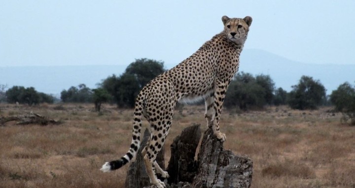 Gepard