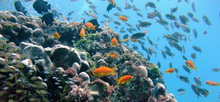 Malindi Marine Park