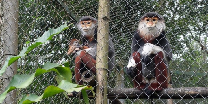 Affen hinter Gittern