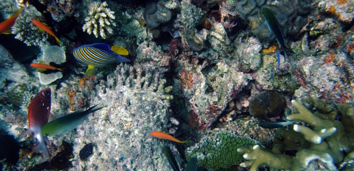 Coral Islands, Mafia Island, Tanzania